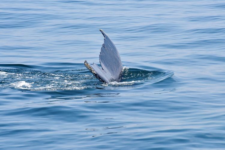 Humpback whale tail diving in the atlantic ocean