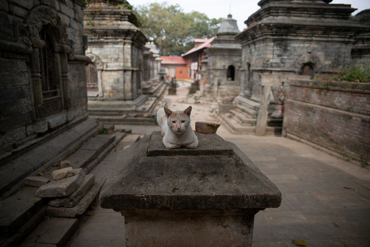 Cat in a temple