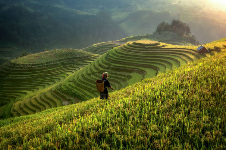 Rear view of woman working in rice field
