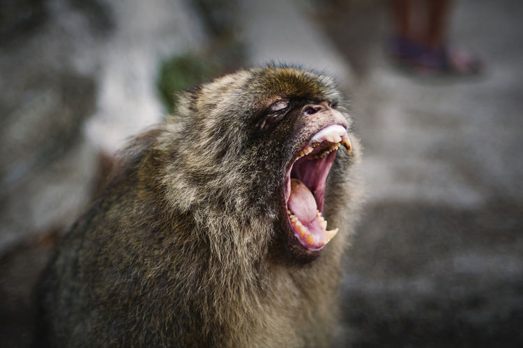 Close-up of monkey yawning 
