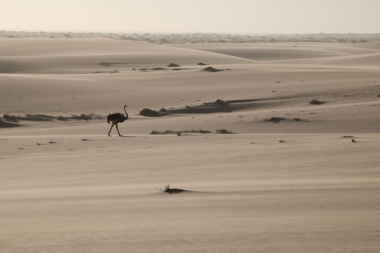 Ostrich at namib desert against sky