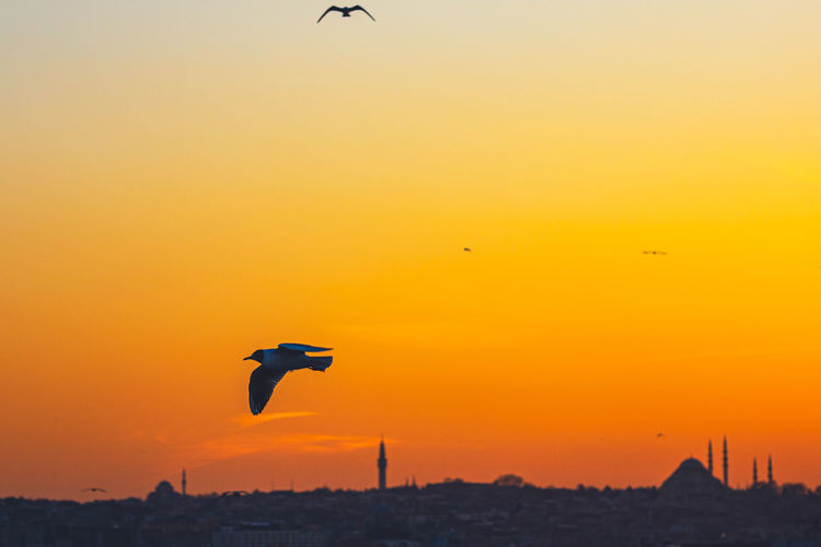Silhouette of bird flying against orange sky