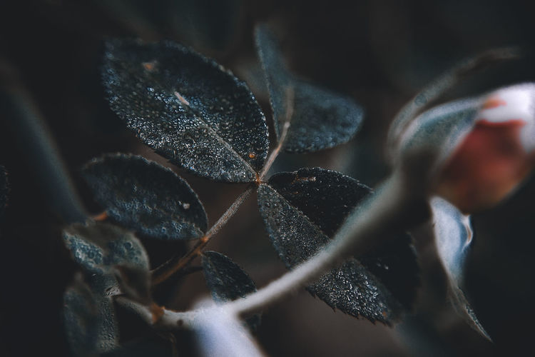 Close-up of plant leaves