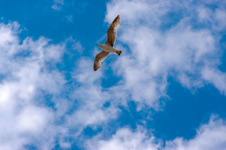 Single seagull opened wings flying on top of my head under the bright blue cloudy sky