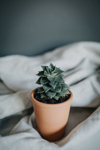 Close-up of potted plant on bed