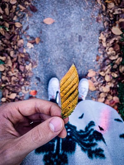 Low section of woman holding leaf while standing on road