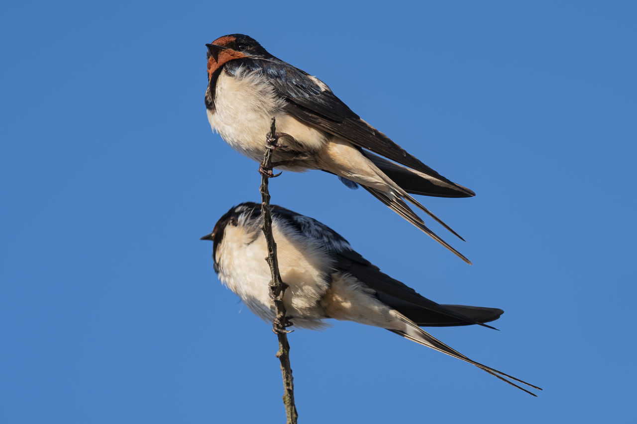 50 Barn Swallow Pictures Hd Download Authentic Images On Eyeem