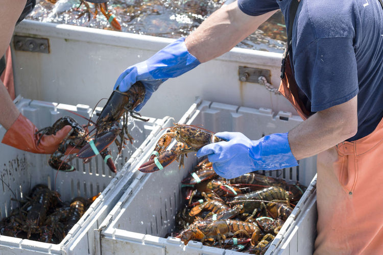 Two lobster men sort the lobsters they retrieving from the bay off of vinalhaven island maine.