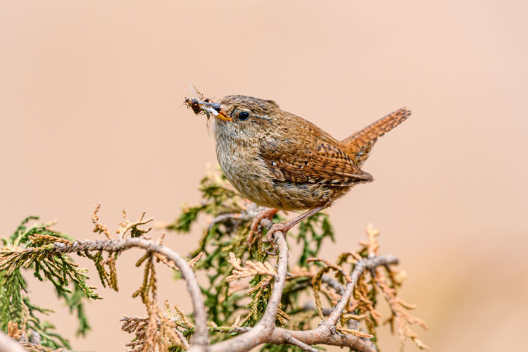 A european wren  perched on a branch with a beak full of insects.