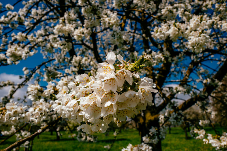 Cherry blossoms at field on sunny day