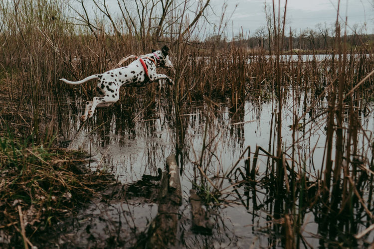 Dog standing jumping in a lake