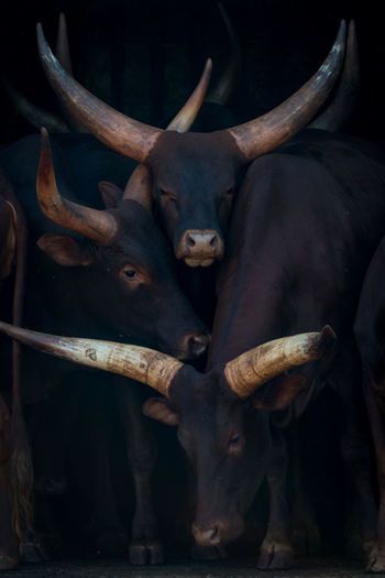 Close-up of bulls in animal pen