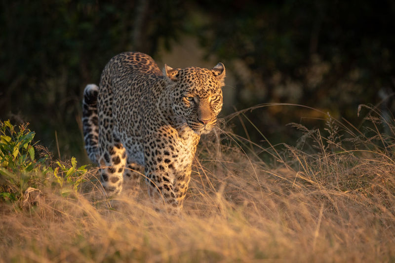Leopard walks through long grass at dawn