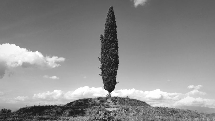 Low angle view of plant on field against sky