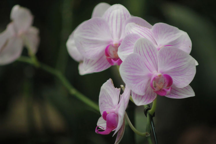 Close-up of pink orchid