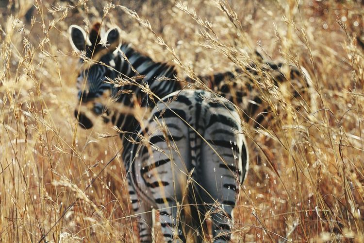 View of zebra on field
