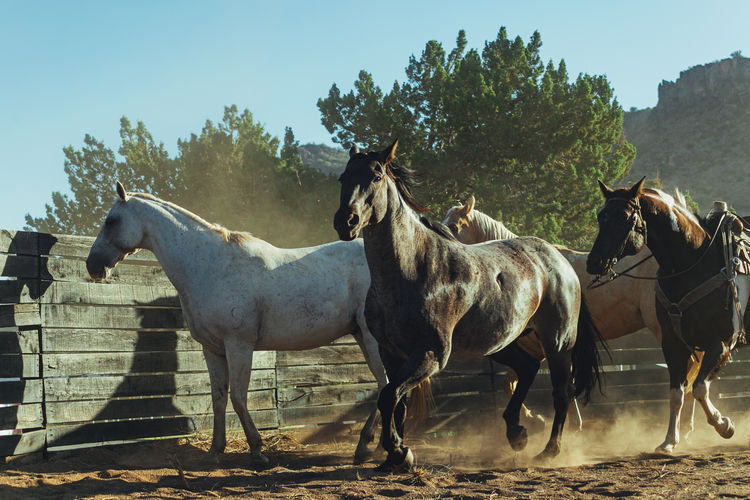 Horses in the field