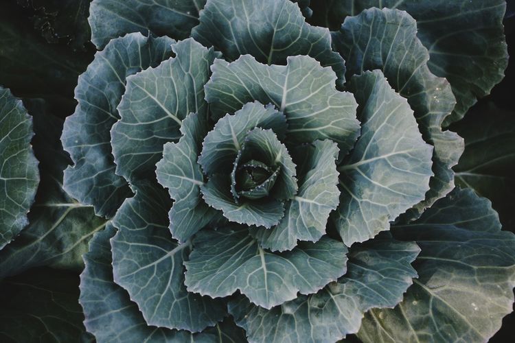 Full frame shot of fresh cabbage