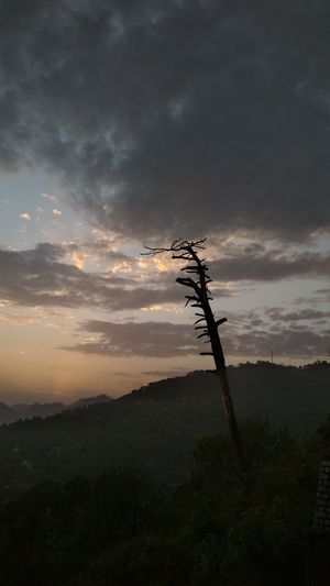 Silhouette tree on mountain against sky during sunset