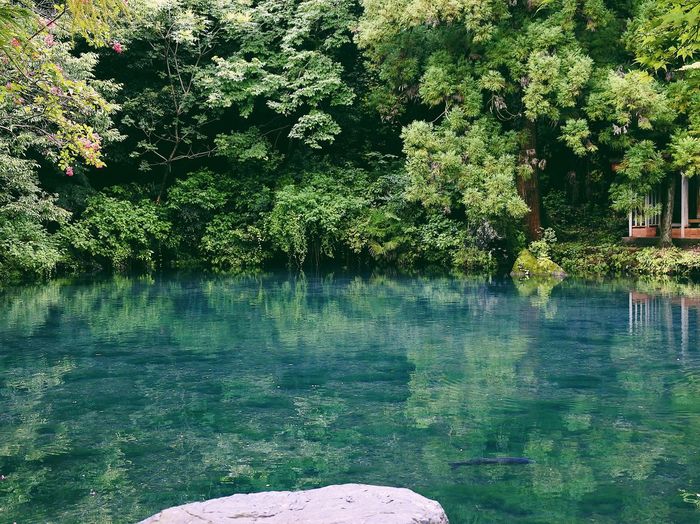 Trees by water