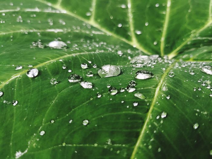 Close-up of wet leaves on rainy day