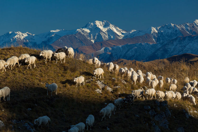 View of sheep on field