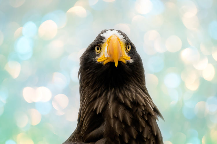 Close up of a steller's sea eagle. snot drips from the nostril. a blue, white and green bokeh sky