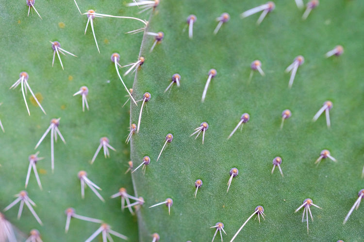 Full frame shot of spiked cactus