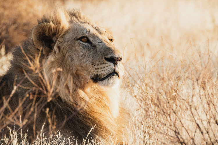 Male lion at sunset - samburu national reserve, kenya