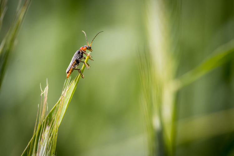 A soft beetle sits on an ear of grain