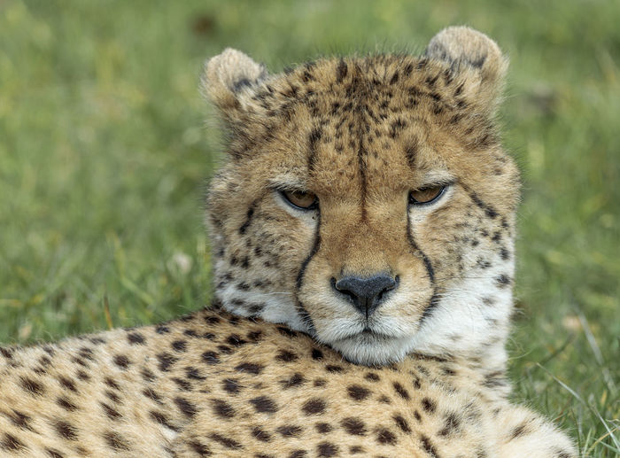 Portrait of a cheetah 