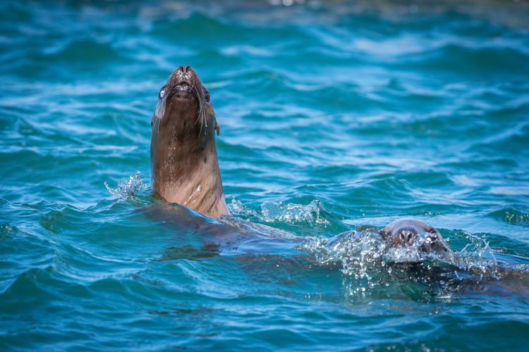 Sea lions in sea