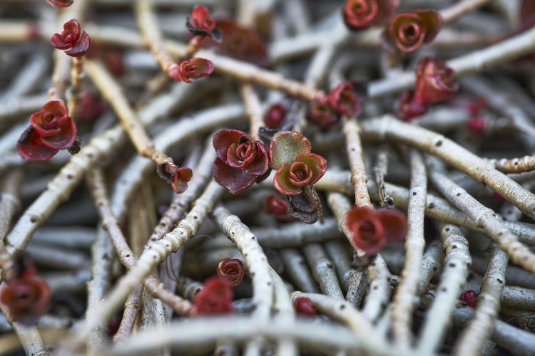 Close-up of buds on branches