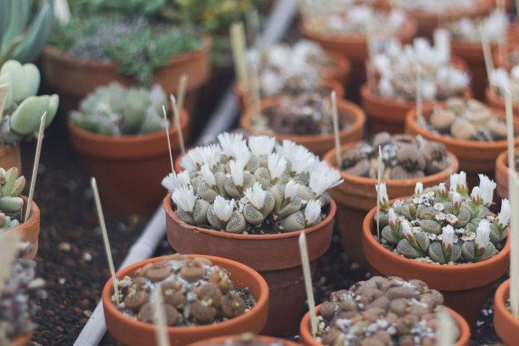 Flowering living rock cactus.