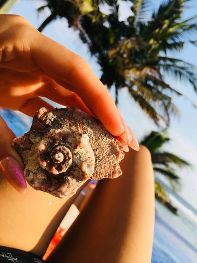 Close-up of holding seashell