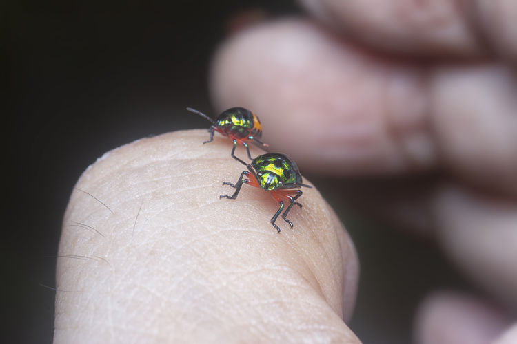 The colorful metallic jewel bug nymph.