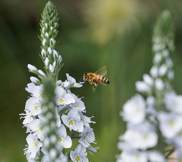 Close-up of bee on flower
