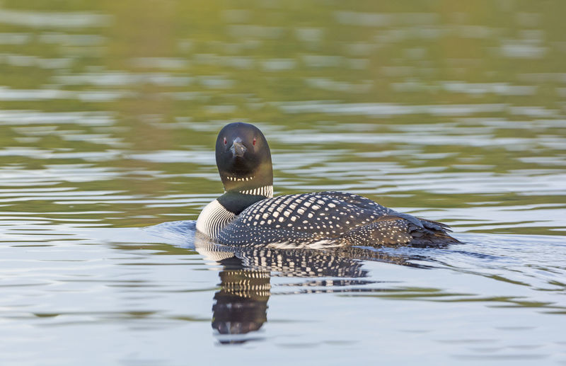 Common loon in sagnaga lake in quetico provincial park