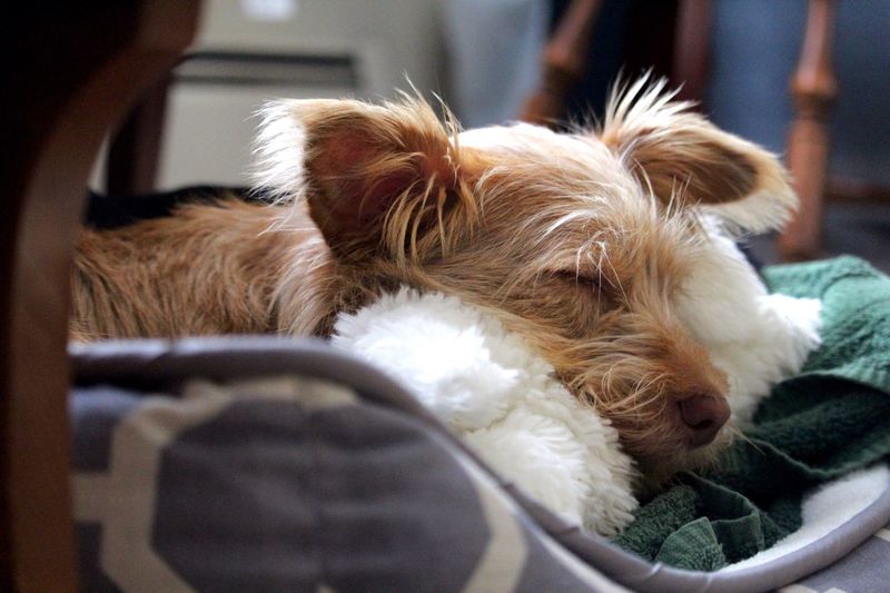 Close-up of a dog sleeping