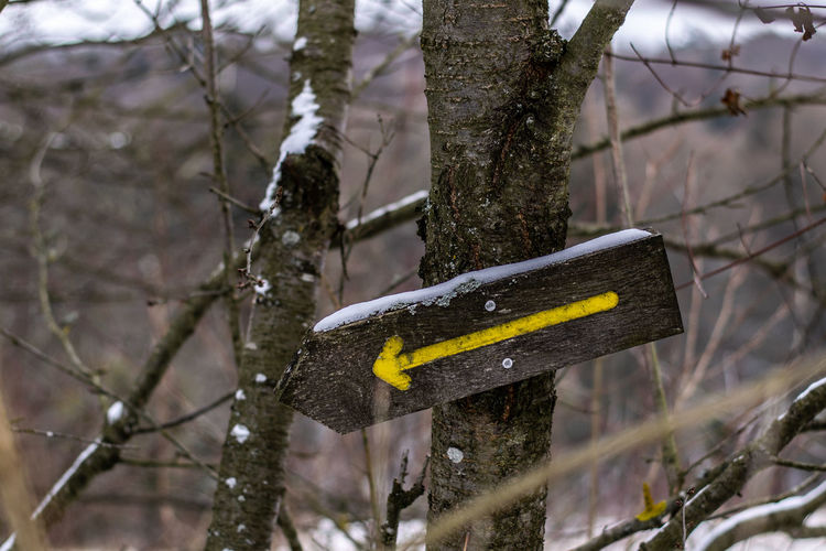 Close-up of yellow arrow on tree trunk during winter