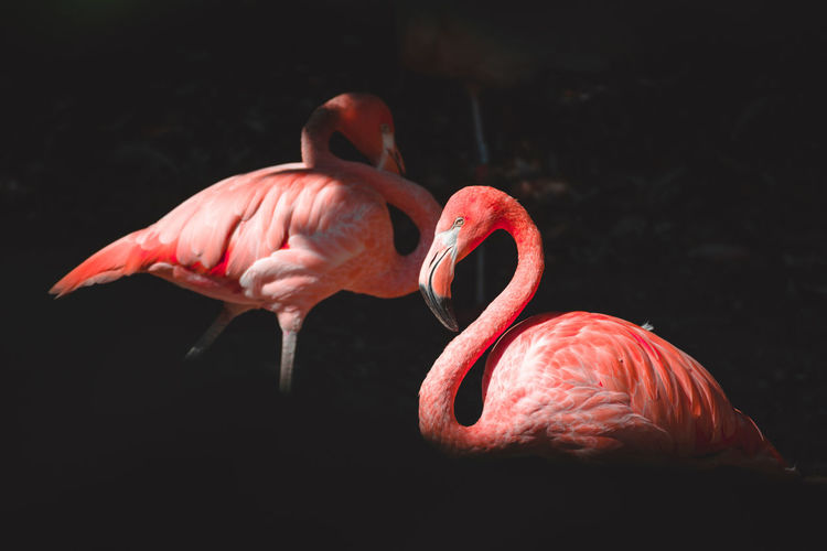 A fantastic view on some lovely flamingos