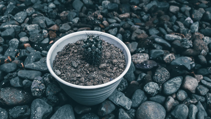 High angle view of potted plant on rocks