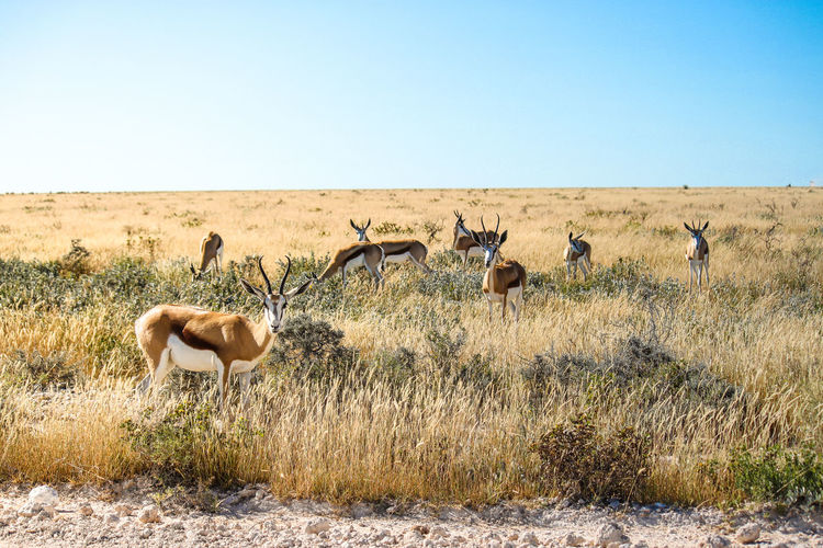 Gazelles grazing on grassy field against clear blue sky