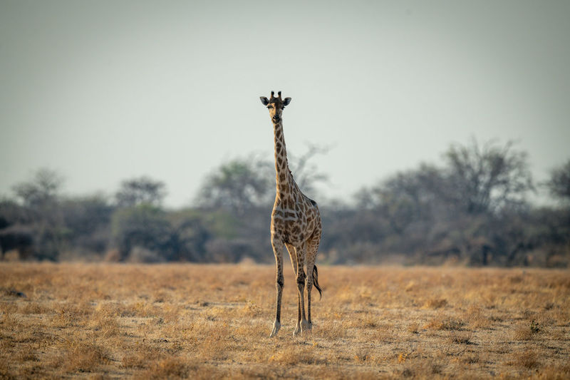 Southern giraffe stands facing camera on savannah