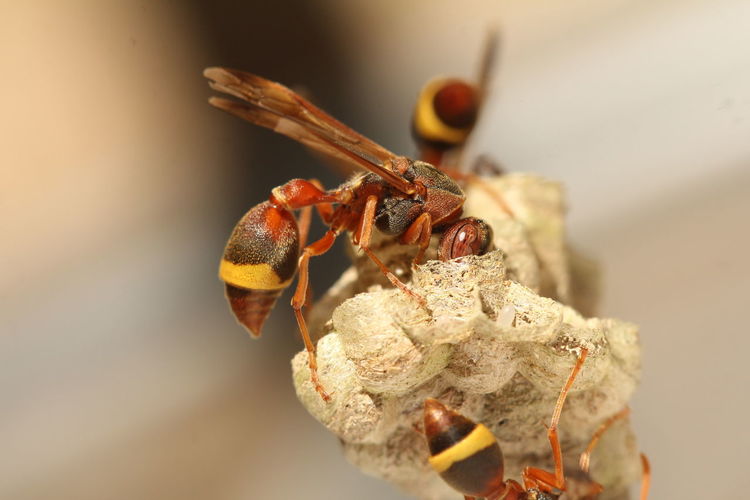 Hornet building nest
