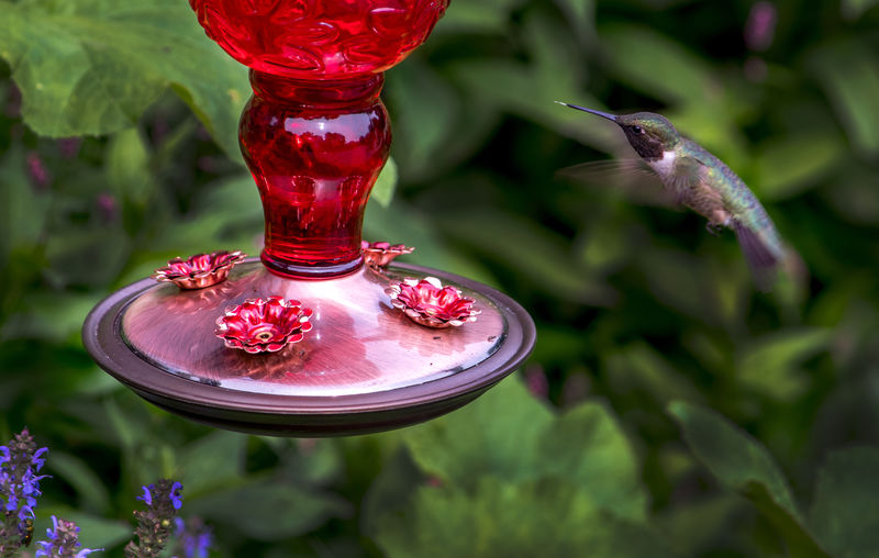 A tiny hummingbird hovers near a feeder for delicious nectar
