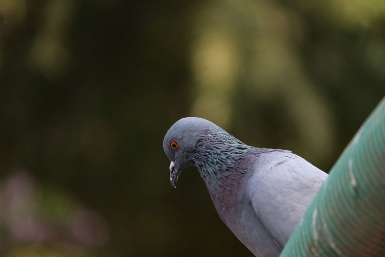 Close-up of pigeon bird, domestic pigeon, outdoor male pigeon
