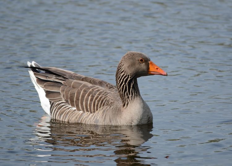 Graylag goose swimming in water