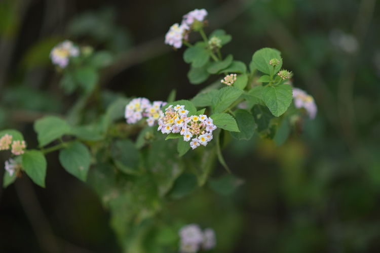 Close-up of small flowering plant