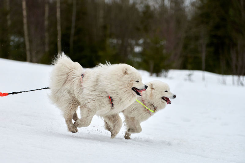 White dog on snow covered land